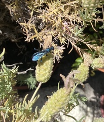 Chlorion aerarium