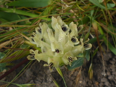 Trifolium fucatum
