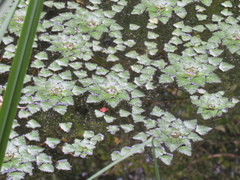 Trapa natans bispinosa