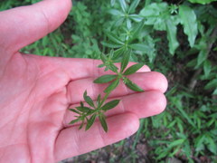 Galium asprellum