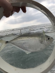 Chloroscombrus chrysurus