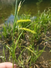 Carex schweinitzii