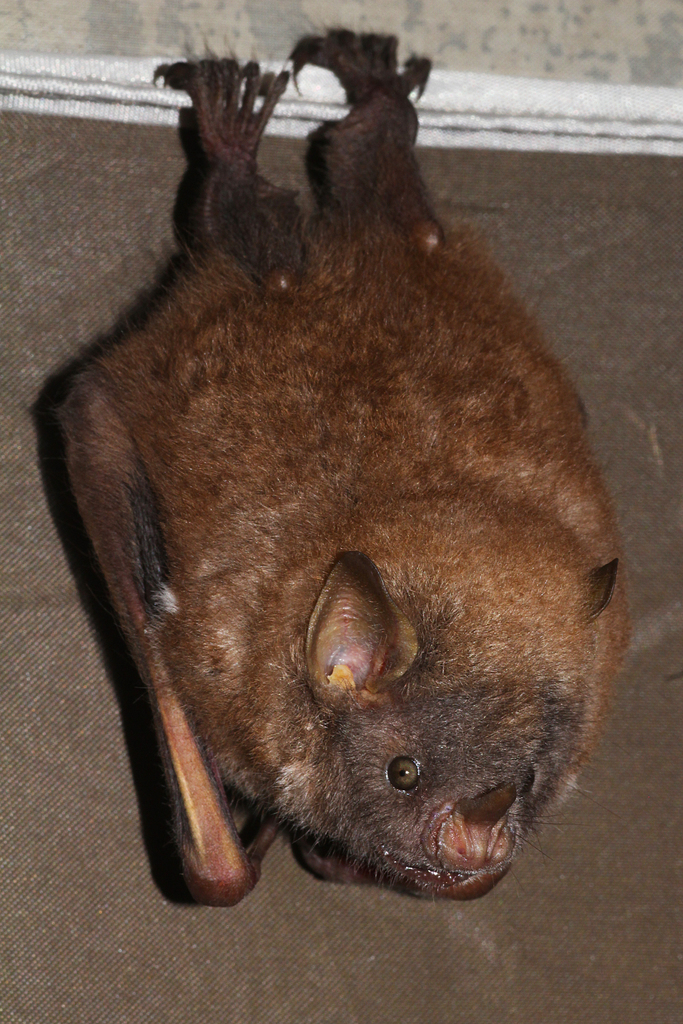 Tree Bat