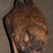 Tree Bat - Photo (c) melissadonnelly, some rights reserved (CC BY-NC), uploaded by melissadonnelly