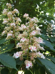 Aesculus hippocastanum