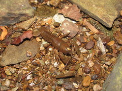 Cambarus acuminatus