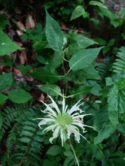 Monarda clinopodia