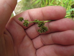 Scirpus georgianus