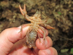 Cambarus acuminatus
