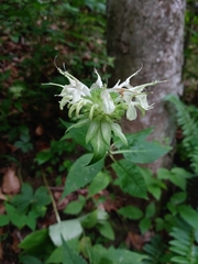 Monarda clinopodia
