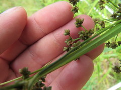 Scirpus georgianus