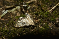 Lepidoptera