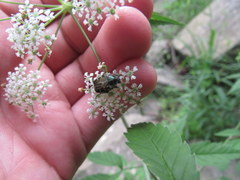 Trichiotinus piger