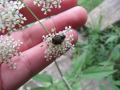 Trichiotinus piger