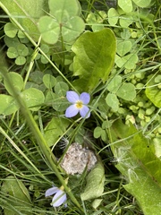 Houstonia serpyllifolia