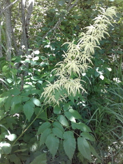 Aruncus dioicus dioicus