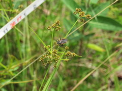 Scirpus georgianus