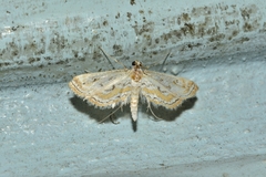 Lepidoptera