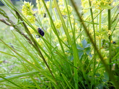 Phyllopertha horticola