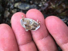 Cryptolithodes typicus