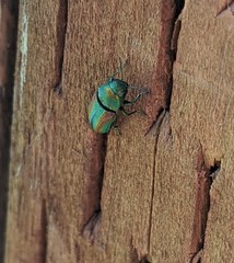 Chrysophana placida
