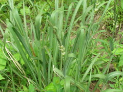 Tripsacum dactyloides