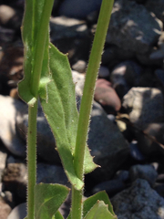 Crepis pulchra