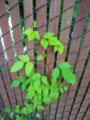 Toxicodendron radicans