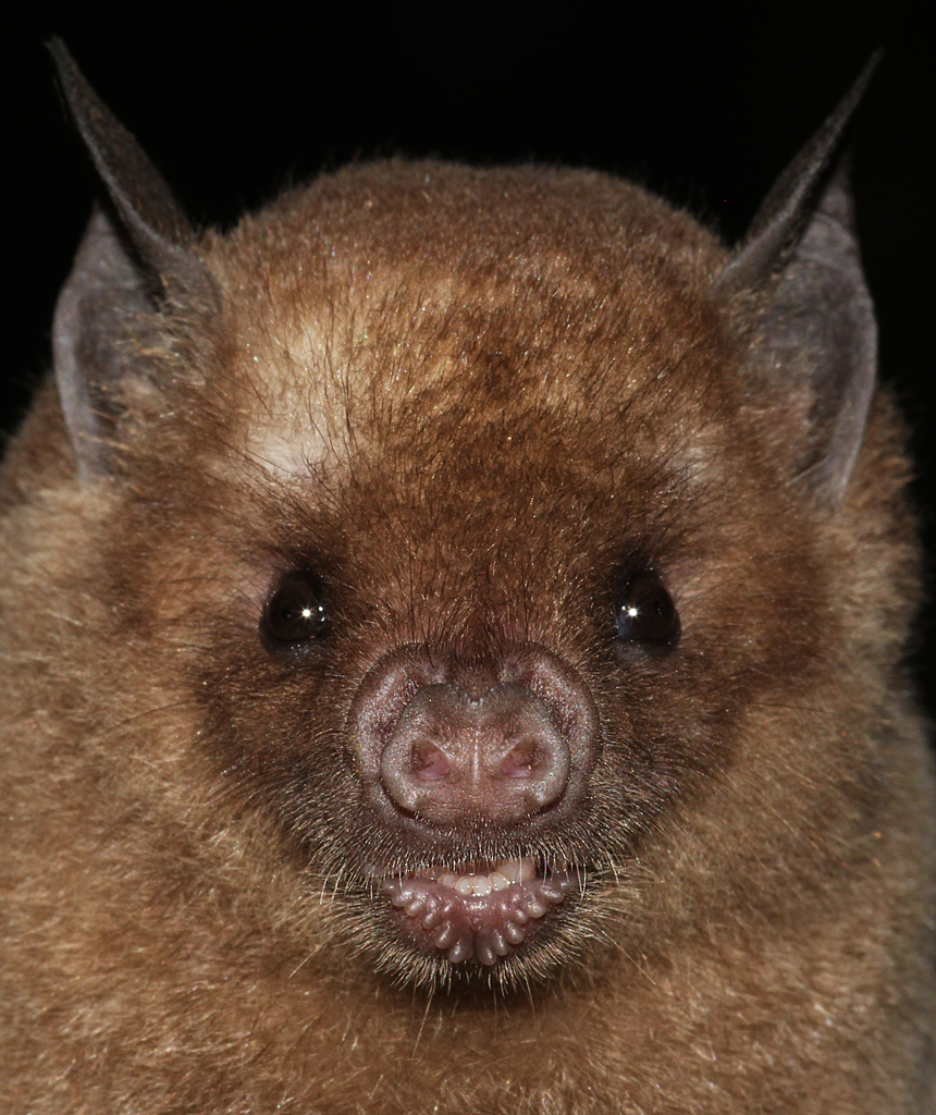 Antillean Fruit-Eating Bat
