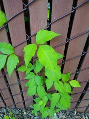 Toxicodendron radicans
