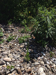 Crepis pulchra