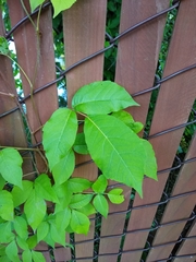 Toxicodendron radicans