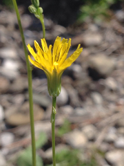 Crepis pulchra