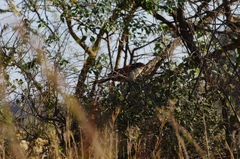 Centropus senegalensis