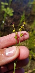 Carex echinata echinata