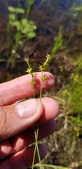 Carex echinata echinata