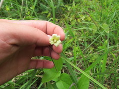 Clematis ochroleuca