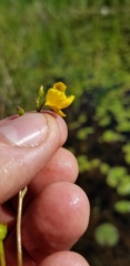Utricularia intermedia