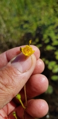 Utricularia intermedia