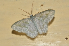 Chloropteryx