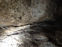 Eleutherodactylus marnockii