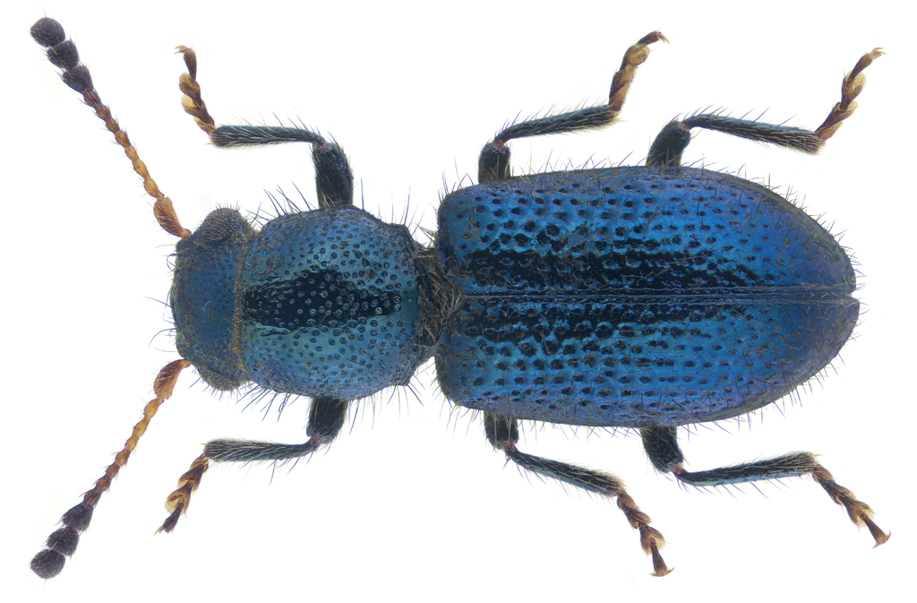 Korynetes ruficornis