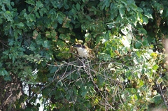 Centropus senegalensis