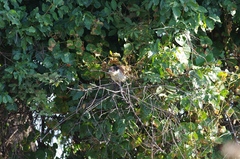 Centropus senegalensis