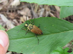 Trigonarthris subpubescens