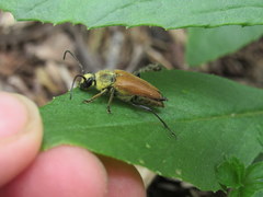 Trigonarthris subpubescens