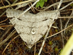 Digrammia denticulata