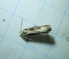 Pseudochelaria