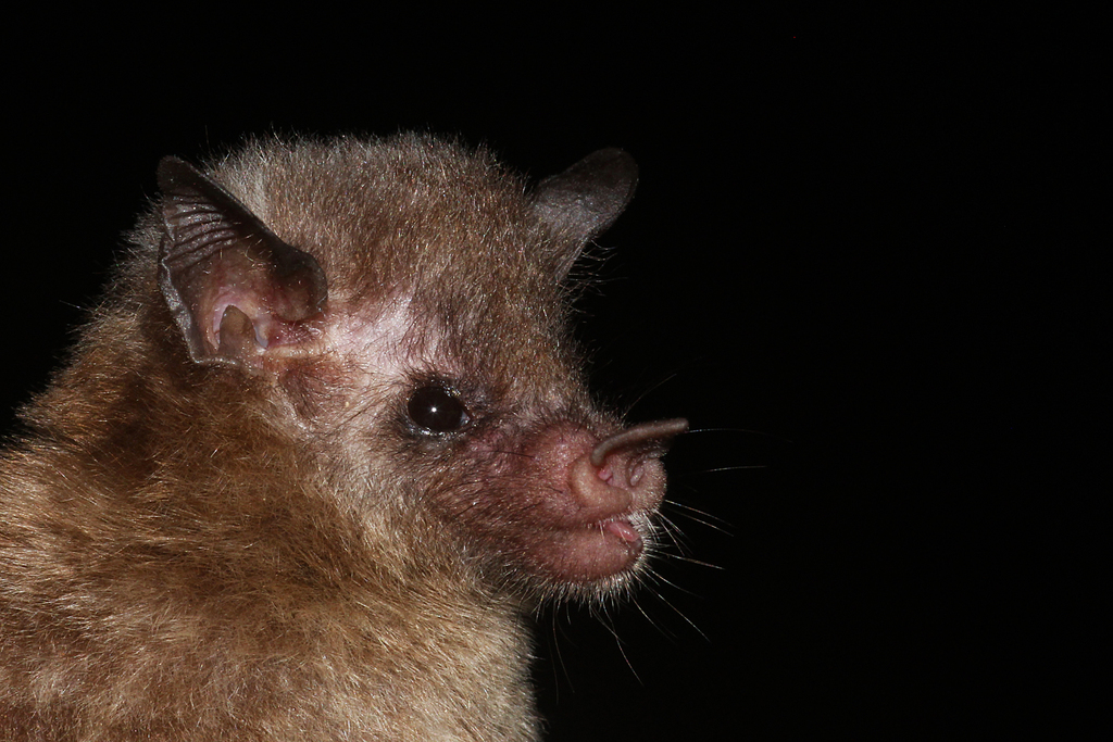 Insular Single-Leaf Bat