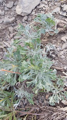 Artemisia alaskana